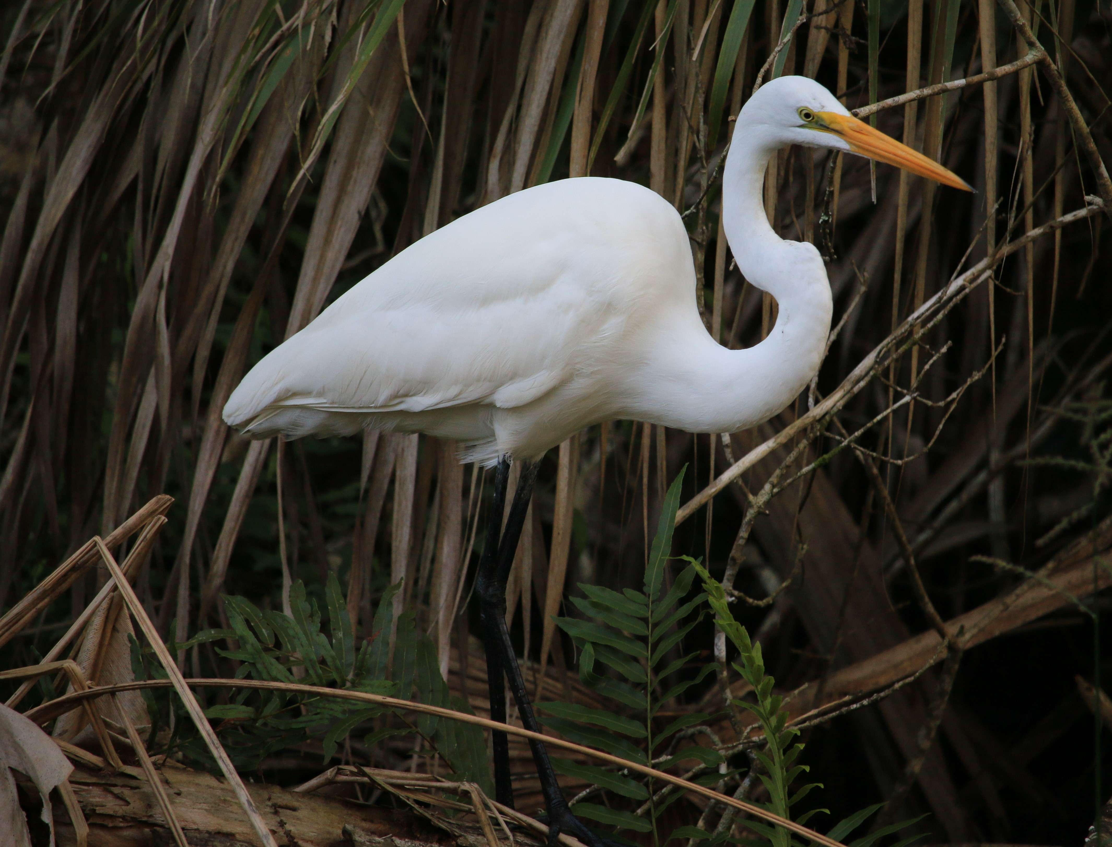 Great Egret